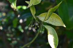 Gardneria ovata